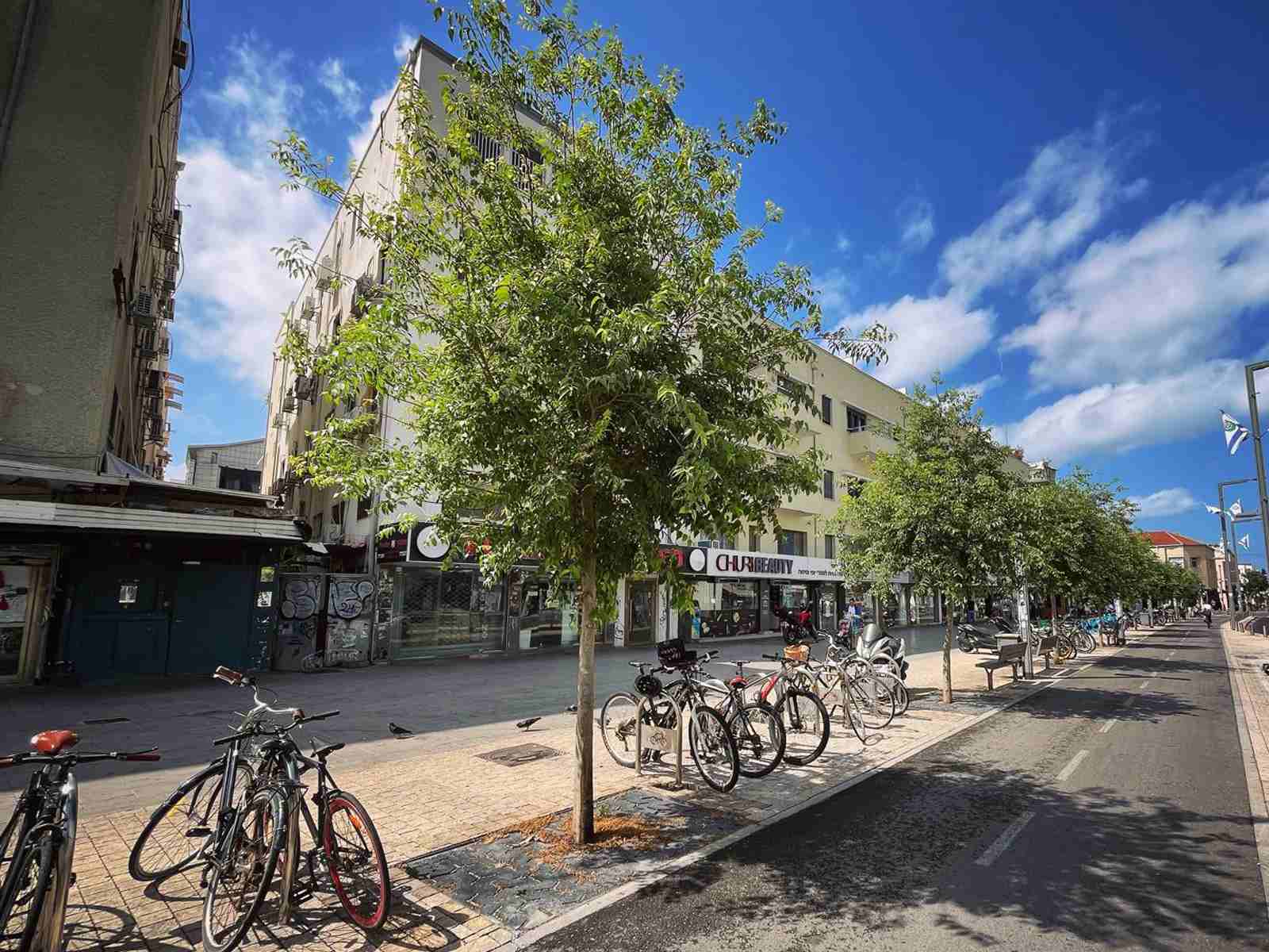 A street with trees two years after planting