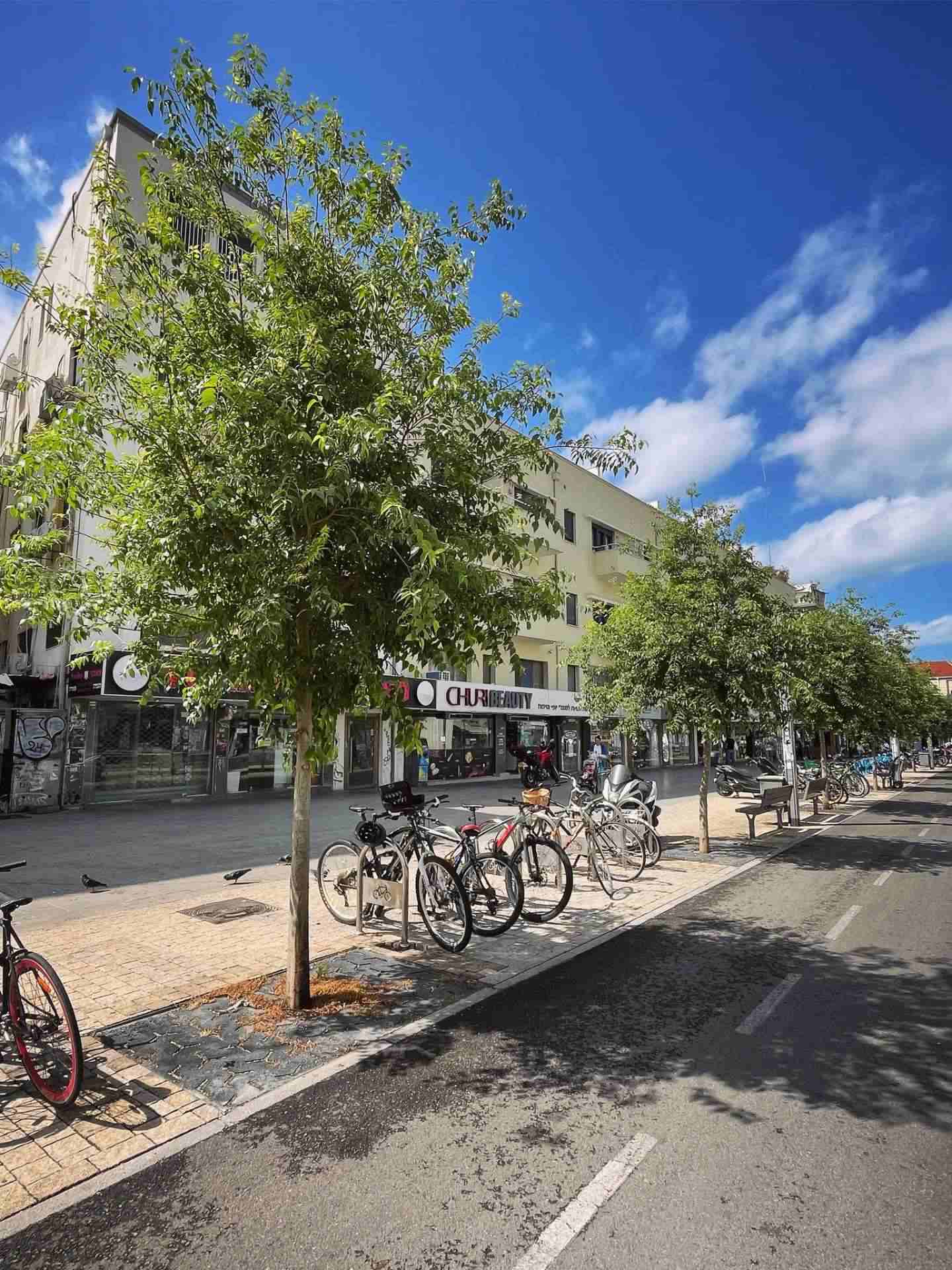 Trees on Sderot Kariya