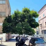 A mature tree on Manor Street