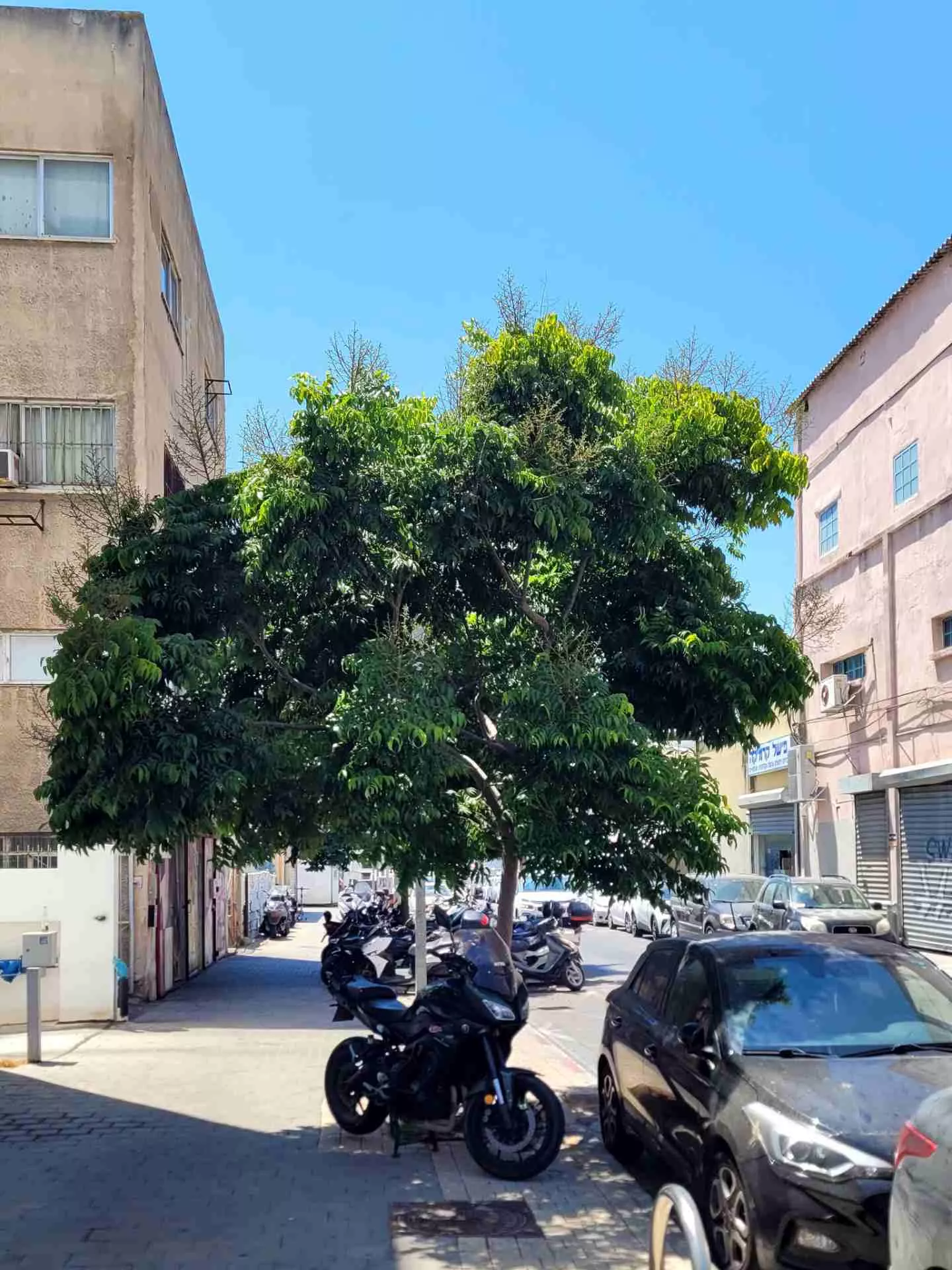 A mature tree on Manor Street