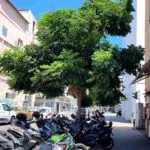 A mature tree on Manor Street