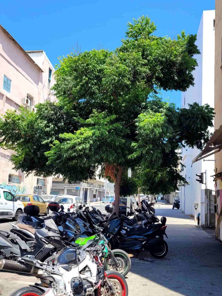 A mature tree on Manor Street