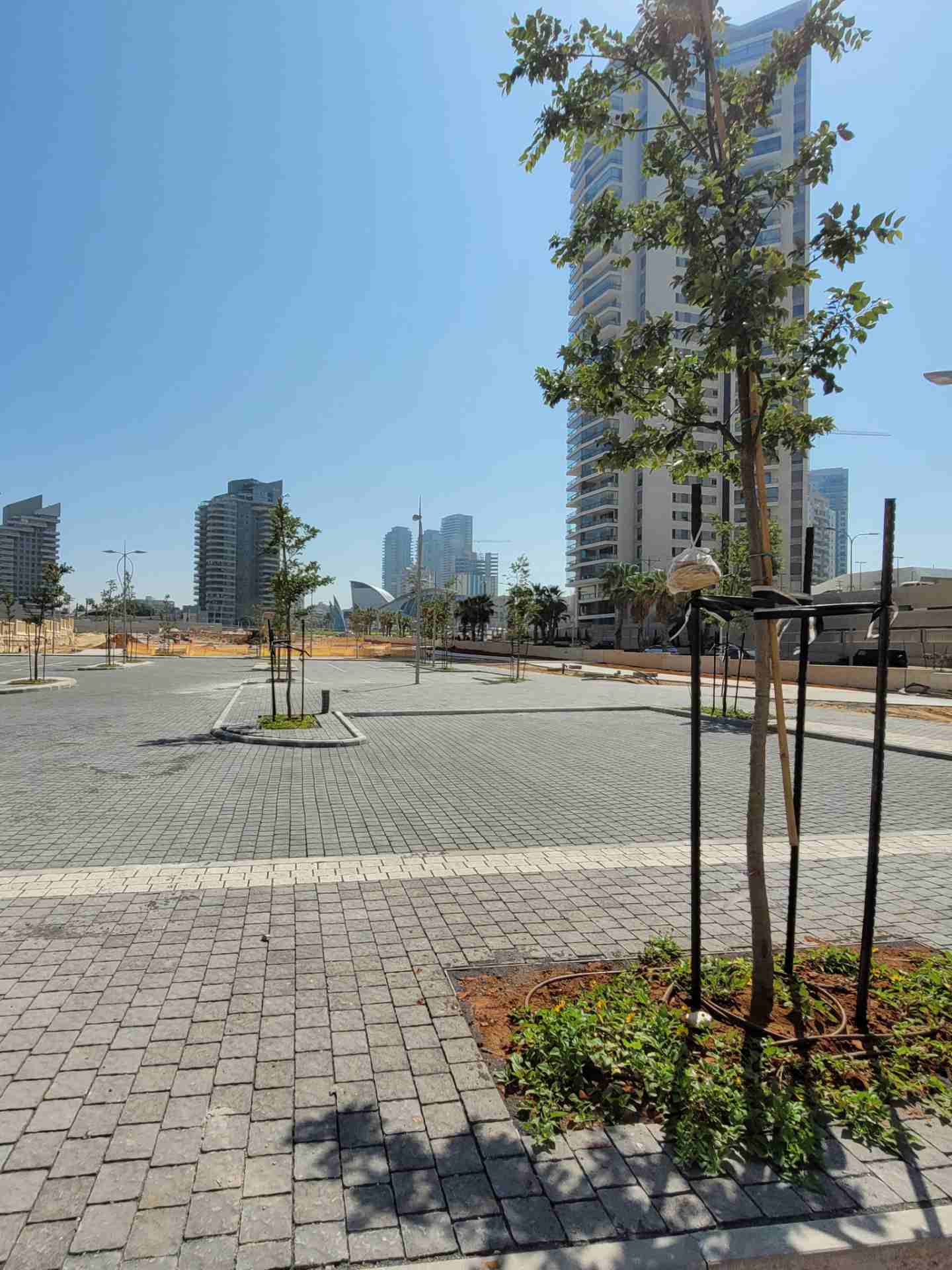 Young trees in Ashdod Marina