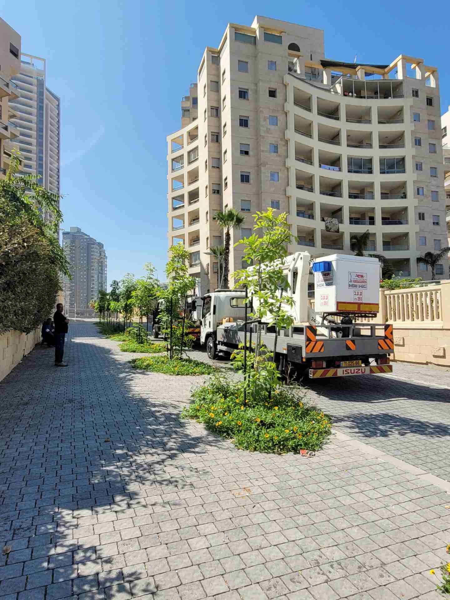 Avenue of trees in Marina Ashdod