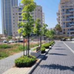 Avenue of trees in Marina Ashdod