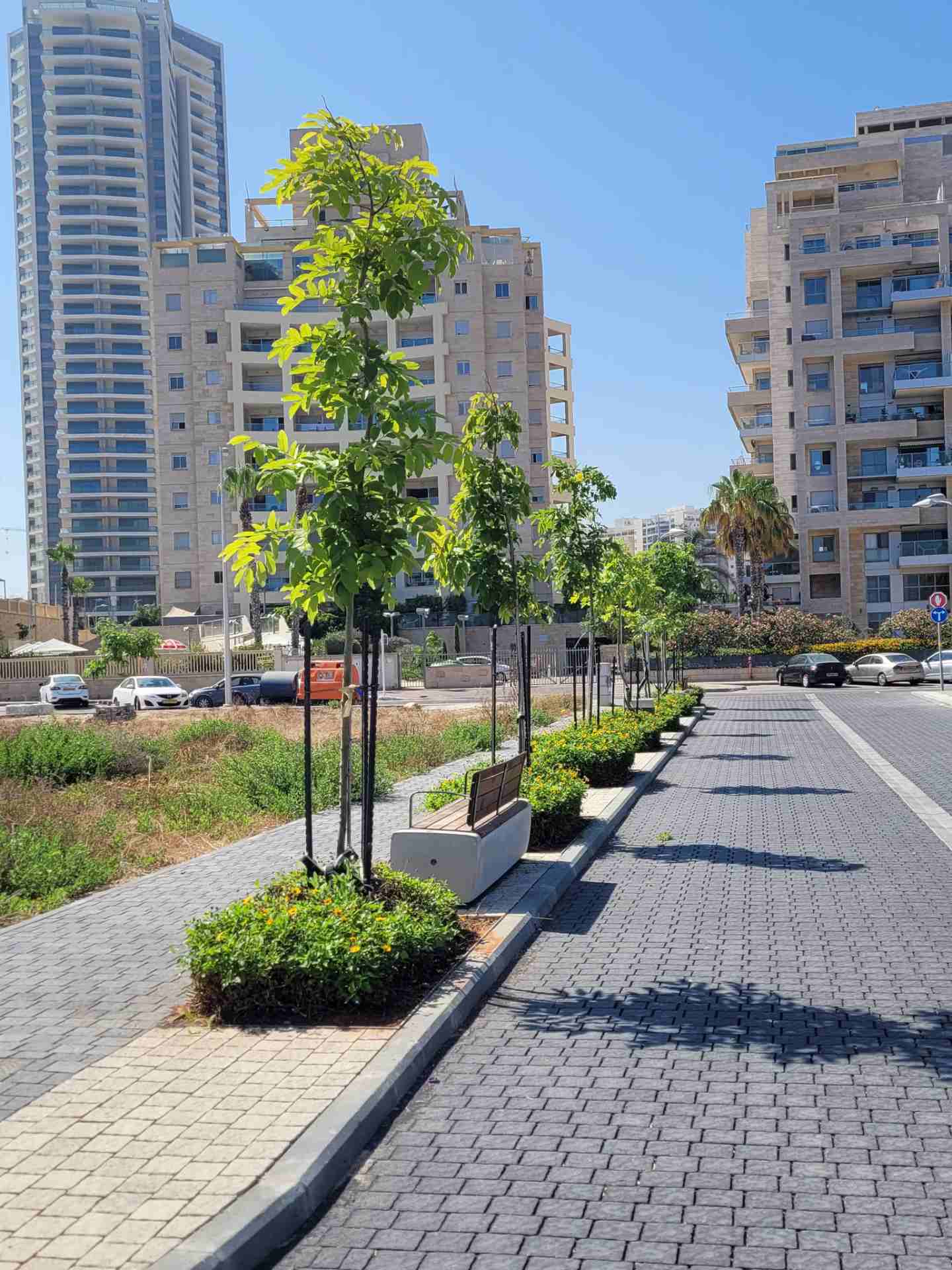 Avenue of trees in Marina Ashdod