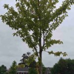 A tree in the parking lot after a year