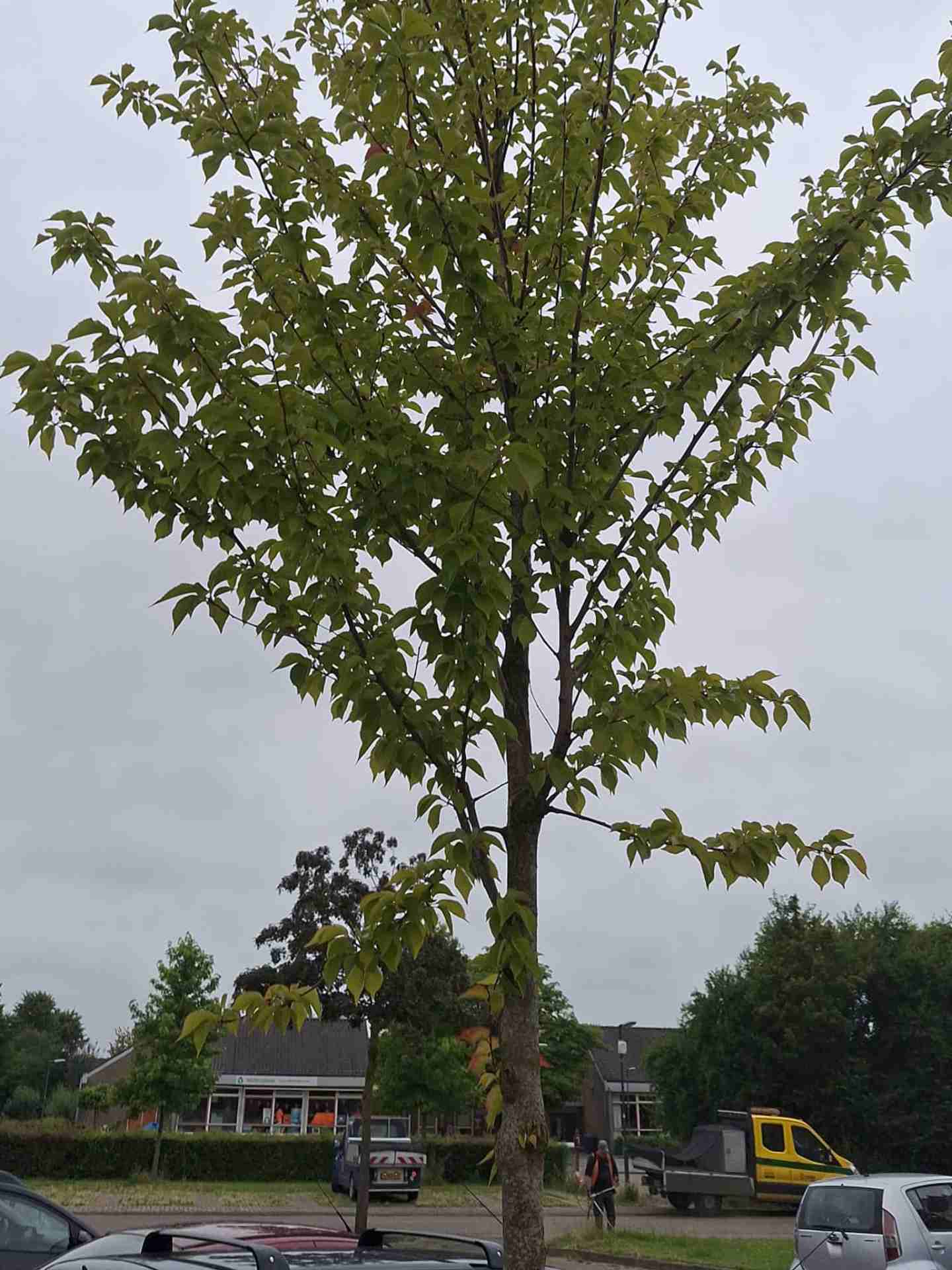 A tree in the parking lot after a year