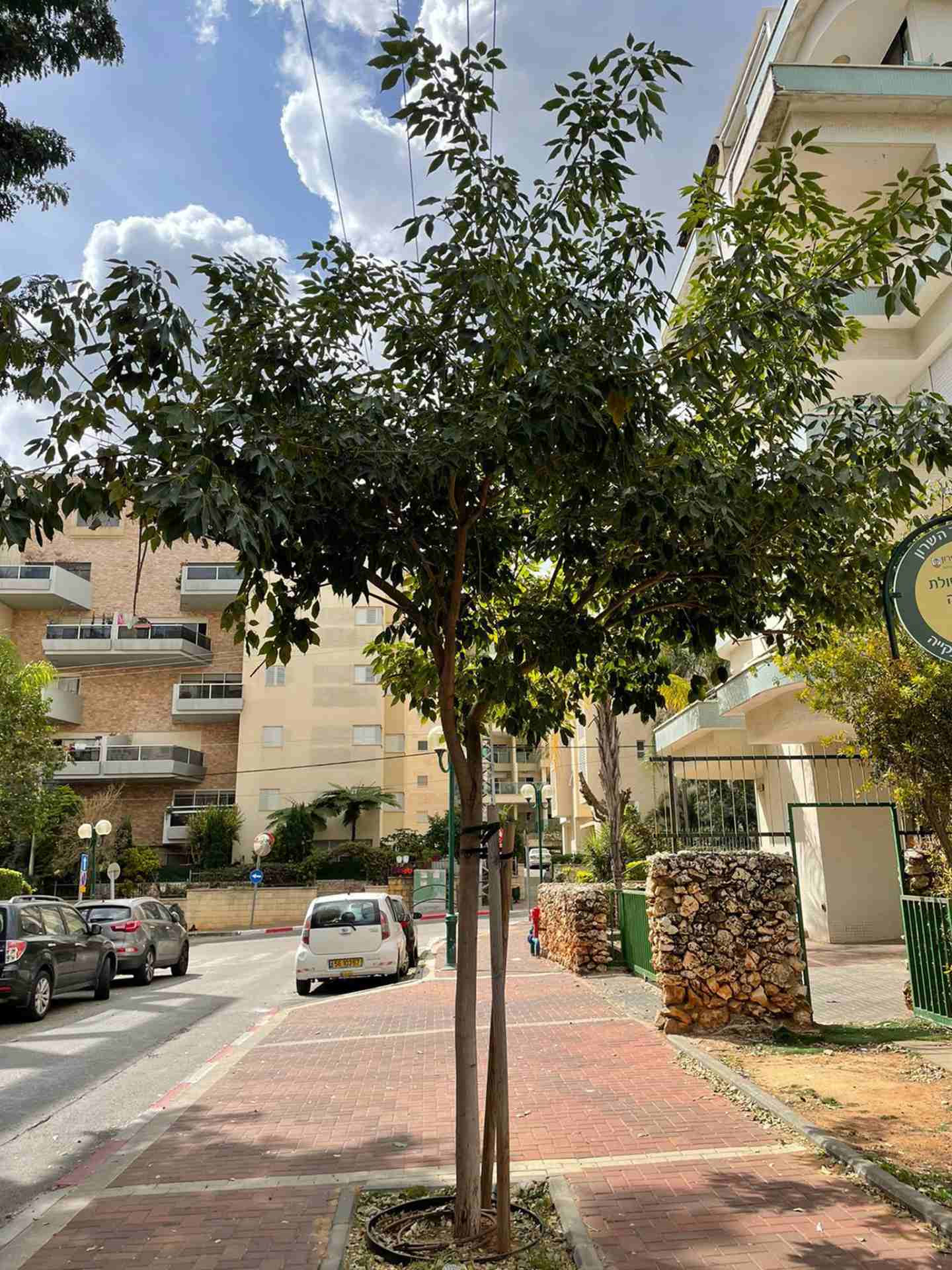 A mature tree on Rashi Street