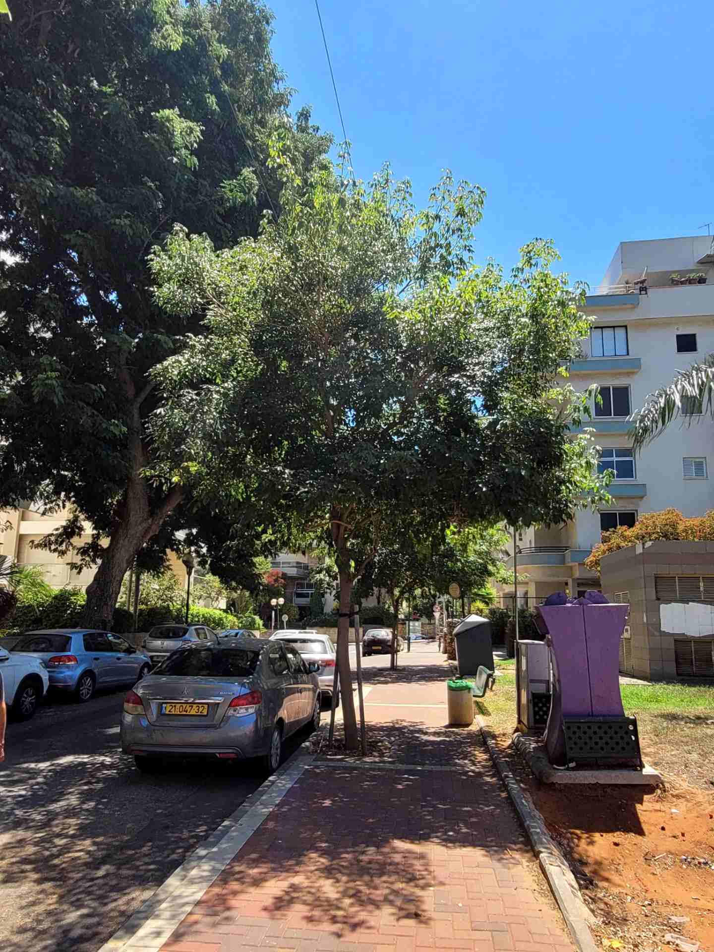 A mature tree on Rashi Street A view from the street