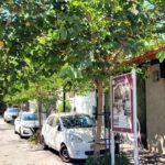 The "shuk" trees avenue in Ra'anana