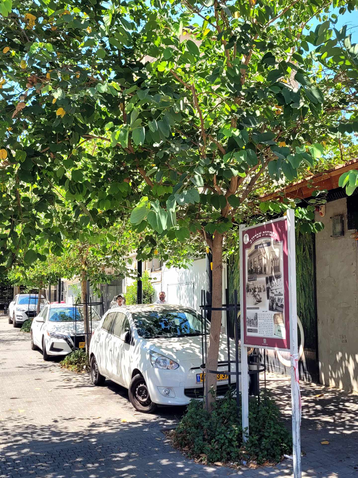 The "shuk" trees avenue in Ra'anana