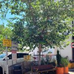 The "shuk" trees avenue in Ra'anana