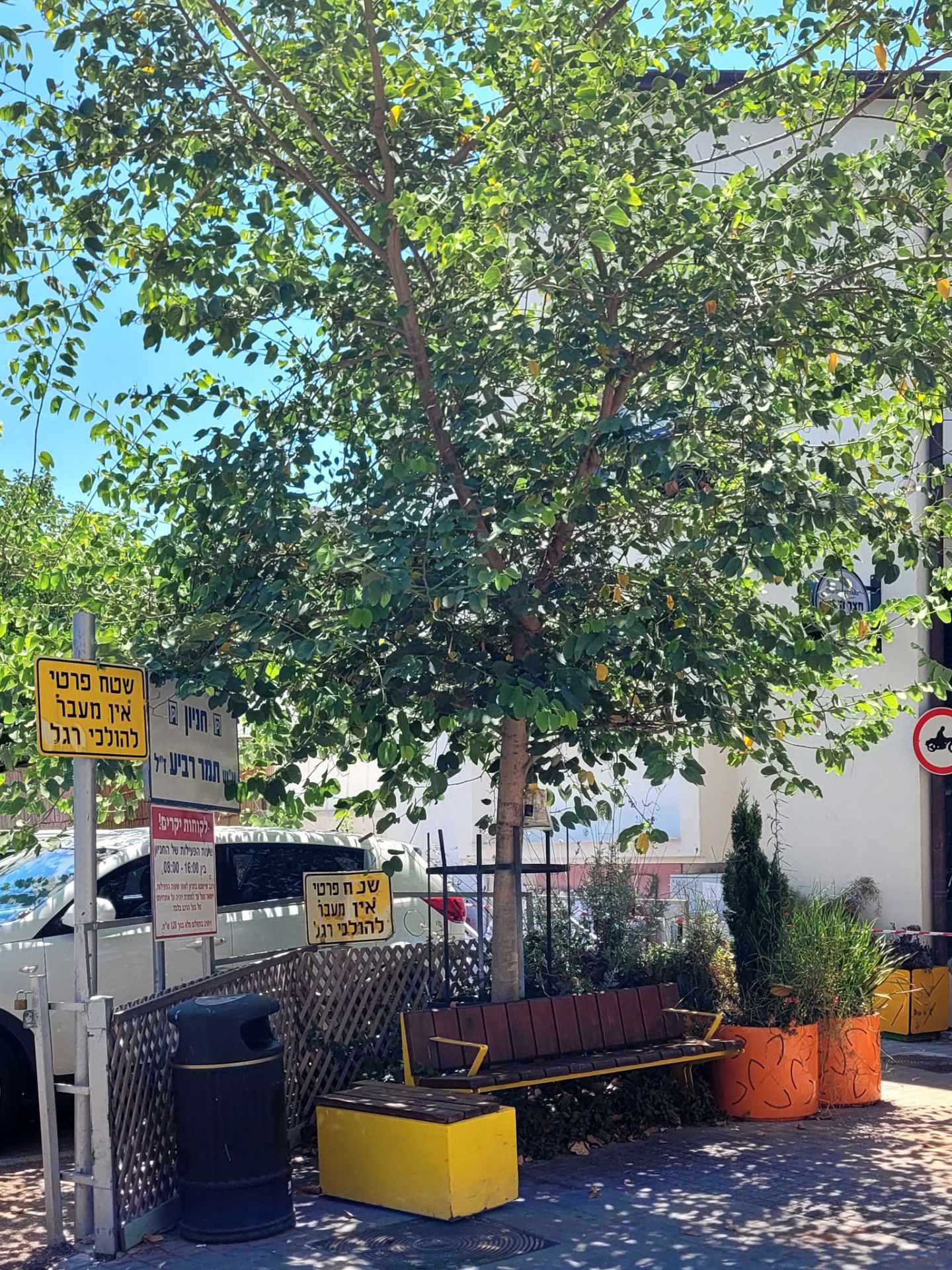 The "shuk" trees avenue in Ra'anana