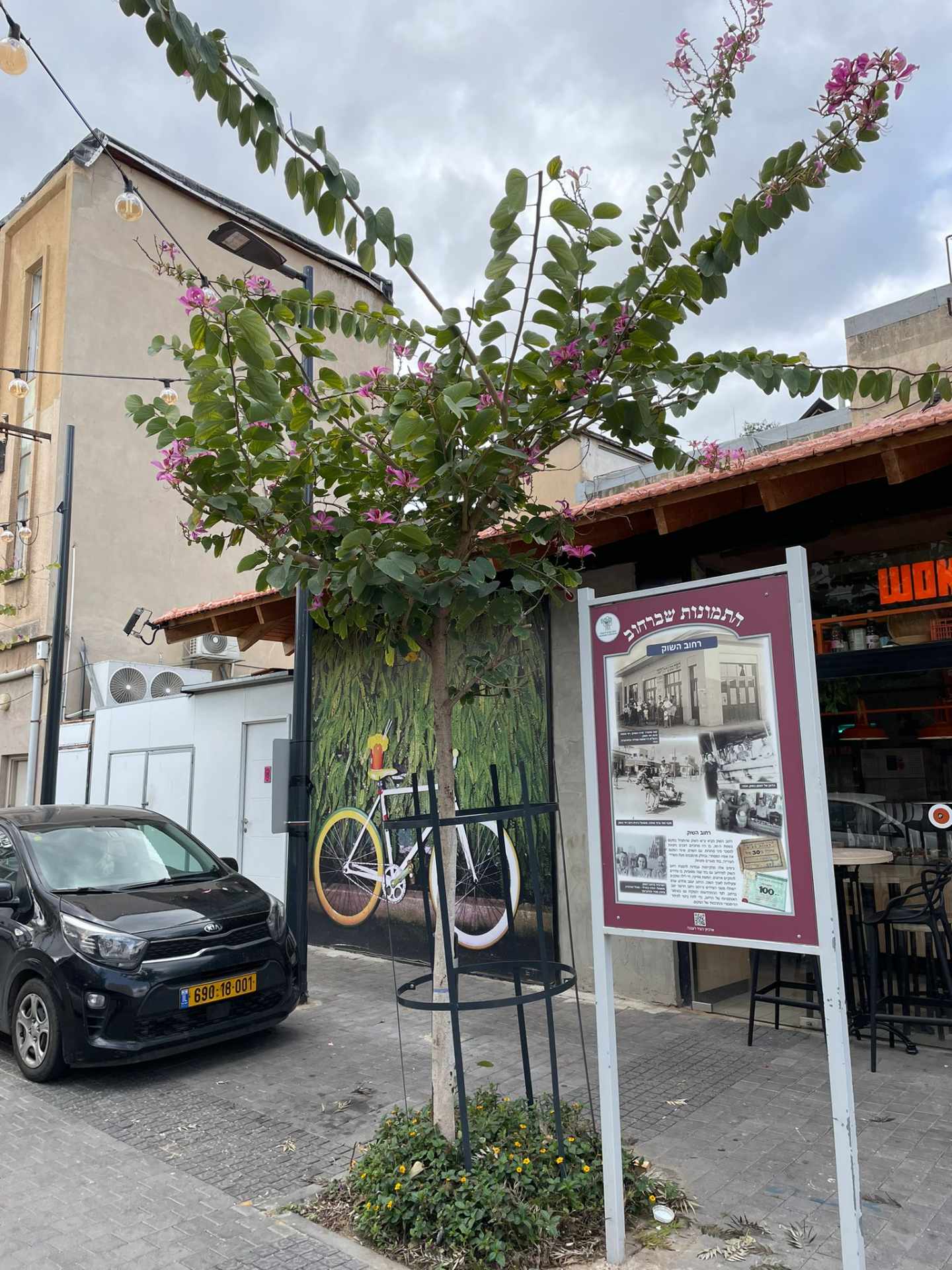 A tree in the street