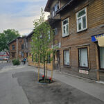 A tree with new leaves in Tallinn