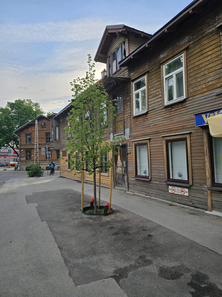 A tree with new leaves in Tallinn